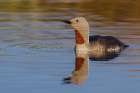 Red-throated Loon Art Print